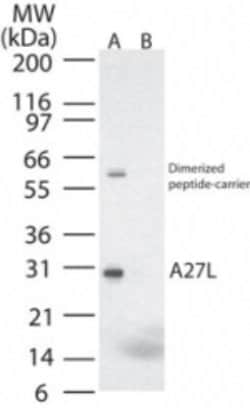 Invitrogen Smallpox Virus A27L Polyclonal Antibody 100 &mu;g; Unconjugated:Antibodies,