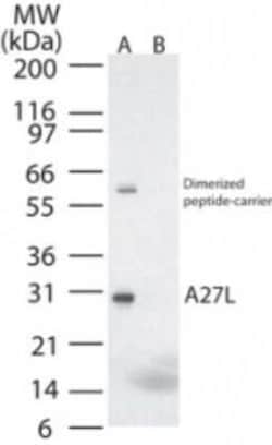 Invitrogen Smallpox Virus A27L Polyclonal Antibody 100 &mu;g | Buy Online | Invitrogen&trade; | Fisher Scientific