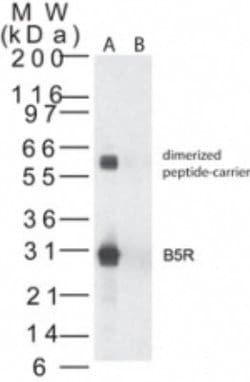 Invitrogen Smallpox Virus B5R Polyclonal Antibody 100 &mu;g; Unconjugated:Antibodies,