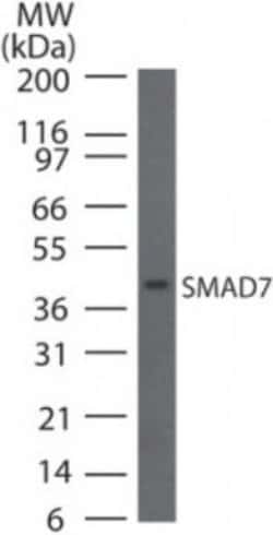 Invitrogen SMAD7 Polyclonal Antibody 100 &mu;g; Unconjugated:Antibodies,