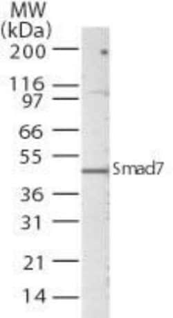 Invitrogen SMAD7 Polyclonal Antibody 100 &mu;g; Unconjugated:Antibodies,