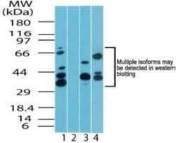 Invitrogen TNPO1 Polyclonal Antibody 100 &mu;g; Unconjugated:Antibodies,