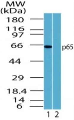 Invitrogen NFkB p65 Polyclonal Antibody 100 &mu;g; Unconjugated:Antibodies,