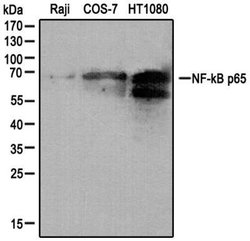 Invitrogen NFkB p65 Polyclonal Antibody 100 &mu;g; Unconjugated:Antibodies,