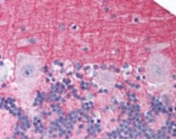 Invitrogen NTSR2 Polyclonal Antibody 100 &mu;g; Unconjugated:Antibodies,