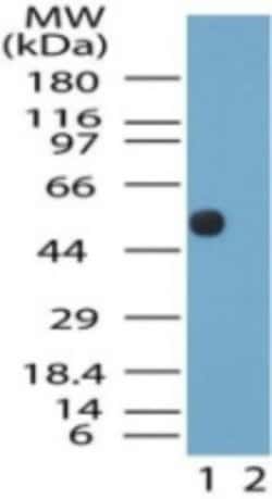 Invitrogen NTSR2 Polyclonal Antibody 100 &mu;g; Unconjugated:Antibodies,