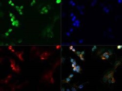 Invitrogen&trade;&nbsp;Nanog Polyclonal Antibody