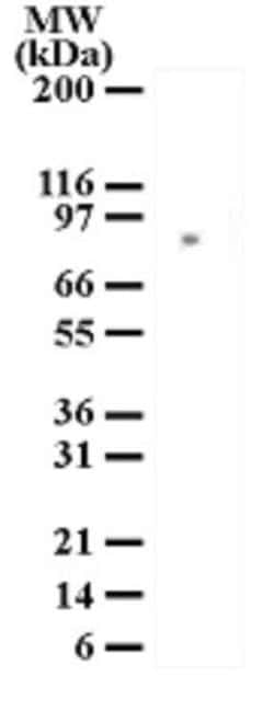 Invitrogen MRE11 Polyclonal Antibody 100 &mu;g; Unconjugated:Antibodies,