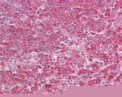 Invitrogen MD-1 Polyclonal Antibody 100 &mu;g; Unconjugated:Antibodies,