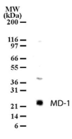 Invitrogen MD-1 Polyclonal Antibody 100 &mu;g; Unconjugated:Antibodies,