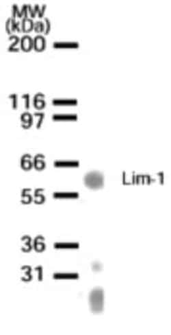 Invitrogen LIM1 Polyclonal Antibody 200 &mu;L | Buy Online | Invitrogen&trade; | Fisher Scientific