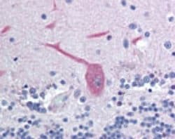 Invitrogen LFG Polyclonal Antibody 100 &mu;g; Unconjugated:Antibodies,