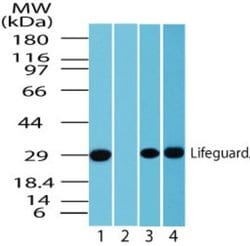 Invitrogen LFG Polyclonal Antibody 100 &mu;g; Unconjugated:Antibodies,