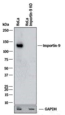 Invitrogen Importin 9 Polyclonal Antibody 100 &mu;g | Buy Online | Invitrogen&trade; | Fisher Scientific