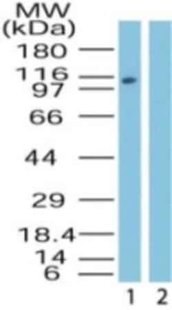 Invitrogen Importin 9 Polyclonal Antibody 100 &mu;g | Buy Online | Invitrogen&trade; | Fisher Scientific