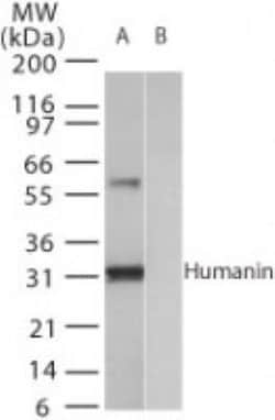 Invitrogen Humanin Polyclonal Antibody 100 &mu;L; Unconjugated:Antibodies,