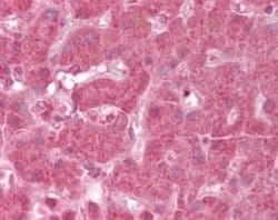 Invitrogen NDUFA13 Polyclonal Antibody 200 &mu;L; Unconjugated:Antibodies,