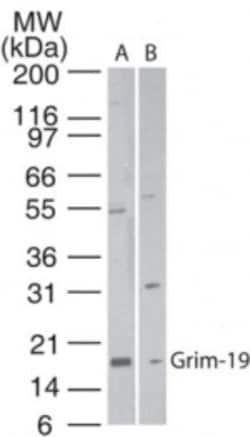 Invitrogen NDUFA13 Polyclonal Antibody 200 &mu;L; Unconjugated:Antibodies,