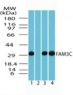 Invitrogen FAM3C Polyclonal Antibody 100 &mu;g | Buy Online | Invitrogen&trade; | Fisher Scientific