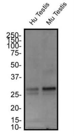Invitrogen FAM3C Polyclonal Antibody 100 &mu;g | Buy Online | Invitrogen&trade; | Fisher Scientific