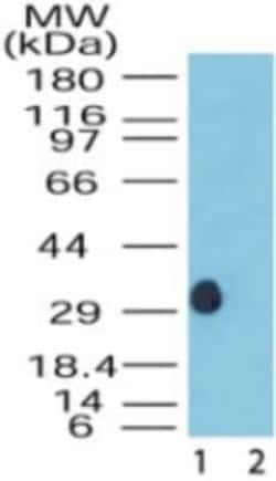 Invitrogen DUSP13 Polyclonal Antibody 100 &mu;g; Unconjugated:Antibodies,