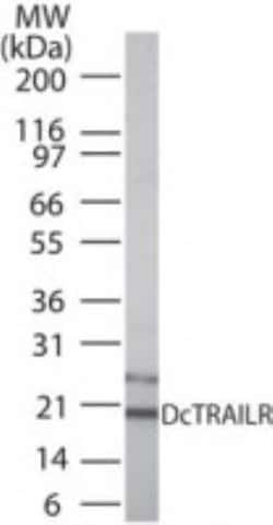 Invitrogen DcTRAILR1 Polyclonal Antibody 100 &mu;g; Unconjugated:Antibodies,