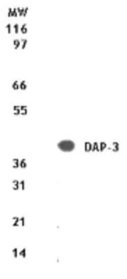 Invitrogen DAP3 Polyclonal Antibody 100 &mu;g; Unconjugated:Antibodies,
