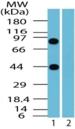 Invitrogen BCLAF1 Polyclonal Antibody 100 &mu;g; Unconjugated:Antibodies,