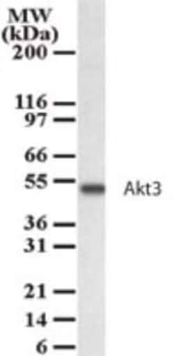 Invitrogen AKT3 Polyclonal Antibody 100 &mu;g; Unconjugated:Antikörper