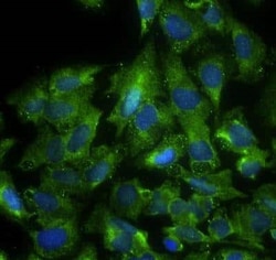 Invitrogen ALOX5 Polyclonal Antibody 100 &mu;L; Unconjugated:Antibodies,