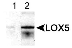 Invitrogen ALOX5 Polyclonal Antibody 100 &mu;L; Unconjugated:Antibodies,