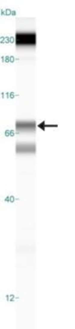 Invitrogen ALOX5 Polyclonal Antibody 100 &mu;L; Unconjugated:Antibodies,