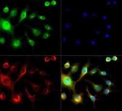 Invitrogen Spectrin beta-3 Polyclonal Antibody 100 &mu;g; Unconjugated:Antibodies,