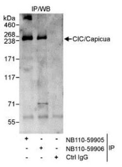 Invitrogen CIC Polyclonal Antibody 100 &mu;g; Unconjugated:Antibodies,