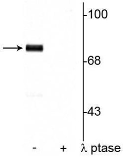 Invitrogen Phospho-Synapsin 1 (Ser9) Polyclonal Antibody 100 &mu;L; Unconjugated:Antibodies,