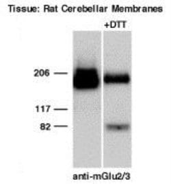 Invitrogen mGluR2/mGluR3 Polyclonal Antibody 100 &mu;g; Unconjugated:Antibodies,