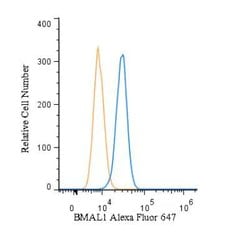 Invitrogen BMAL1 Polyclonal Antibody 100 &mu;L; Unconjugated:Antibodies,