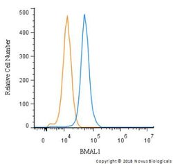 Invitrogen BMAL1 Polyclonal Antibody 100 &mu;L; Unconjugated:Antibodies,