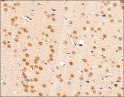 Invitrogen BMAL1 Polyclonal Antibody 100 &mu;L; Unconjugated:Antibodies,