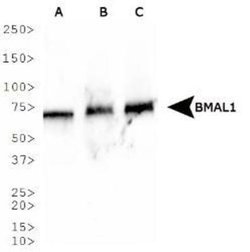 Invitrogen BMAL1 Polyclonal Antibody 100 &mu;L; Unconjugated:Antibodies,
