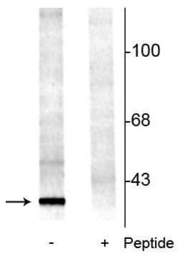 Invitrogen Phospho-14-3-3 beta (Ser58) Polyclonal Antibody 100 &mu;L; Unconjugated:Antibodies,