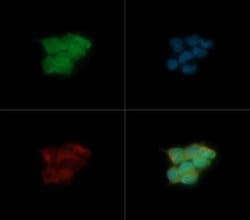 Invitrogen HRD1 Polyclonal Antibody 100 &mu;L; Unconjugated:Antibodies,