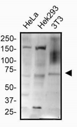 Invitrogen HRD1 Polyclonal Antibody 100 &mu;L; Unconjugated:Antibodies,