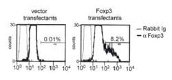 Invitrogen FOXP3 Polyclonal Antibody 100 &mu;L; Unconjugated:Antibodies,