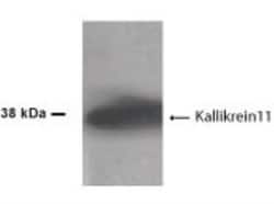 Invitrogen Kallikrein 11 Polyclonal Antibody 100 &mu;L; Unconjugated:Antibodies,