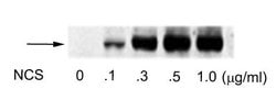 Invitrogen Phospho-ATF2 (Ser490, Ser498) Polyclonal Antibody 100 &mu;L;
