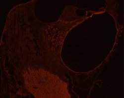 Invitrogen GLUT10 Polyclonal Antibody 100 &mu;g; Unconjugated:Antibodies,
