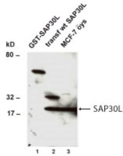 Invitrogen SAP30L Polyclonal Antibody 100 &mu;L; Unconjugated:Antibodies,
