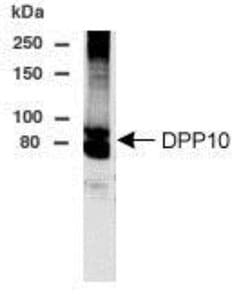Invitrogen DPP10 Polyclonal Antibody 100 &mu;g; Unconjugated:Antibodies,