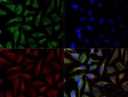 Invitrogen SLIRP Polyclonal Antibody 100 &mu;L; Unconjugated:Antibodies,